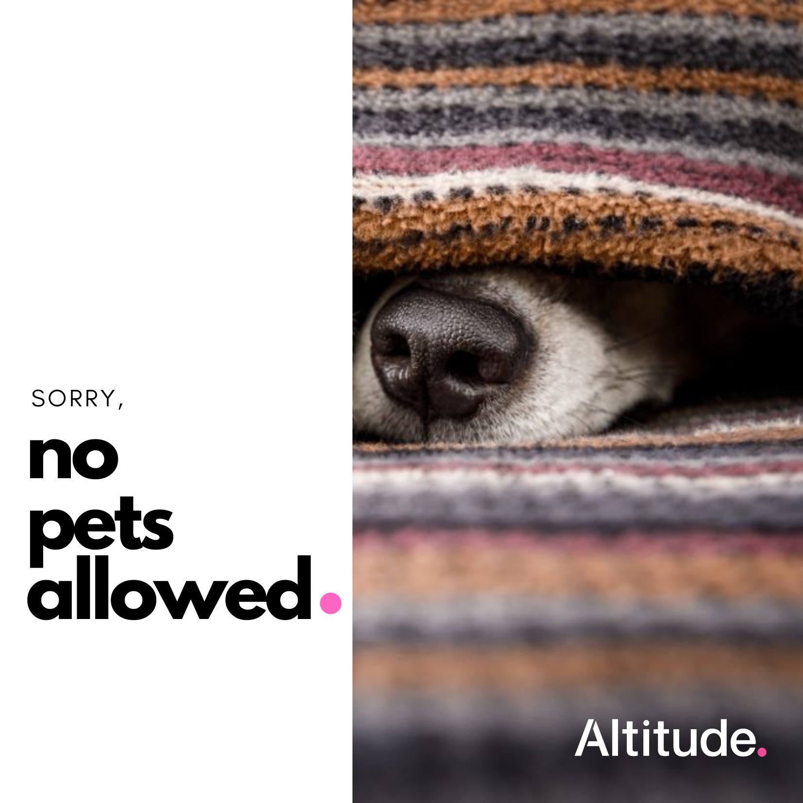 Leasing Campaign   No Pets Allowed